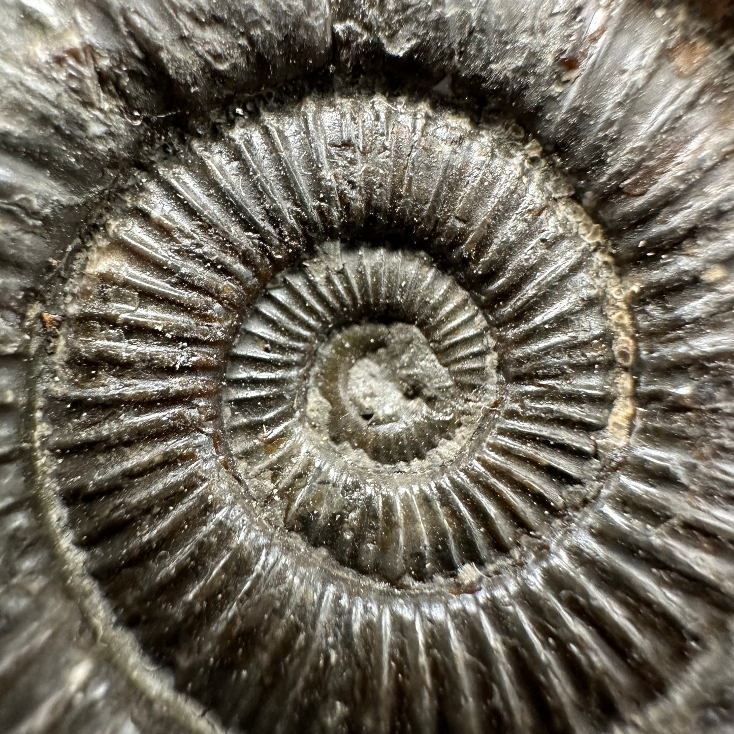 Dactylioceras Ammonite Fossil With Box And Stand - Whitby, North Yorkshire Jurassic Coast Yorkshire Fossils