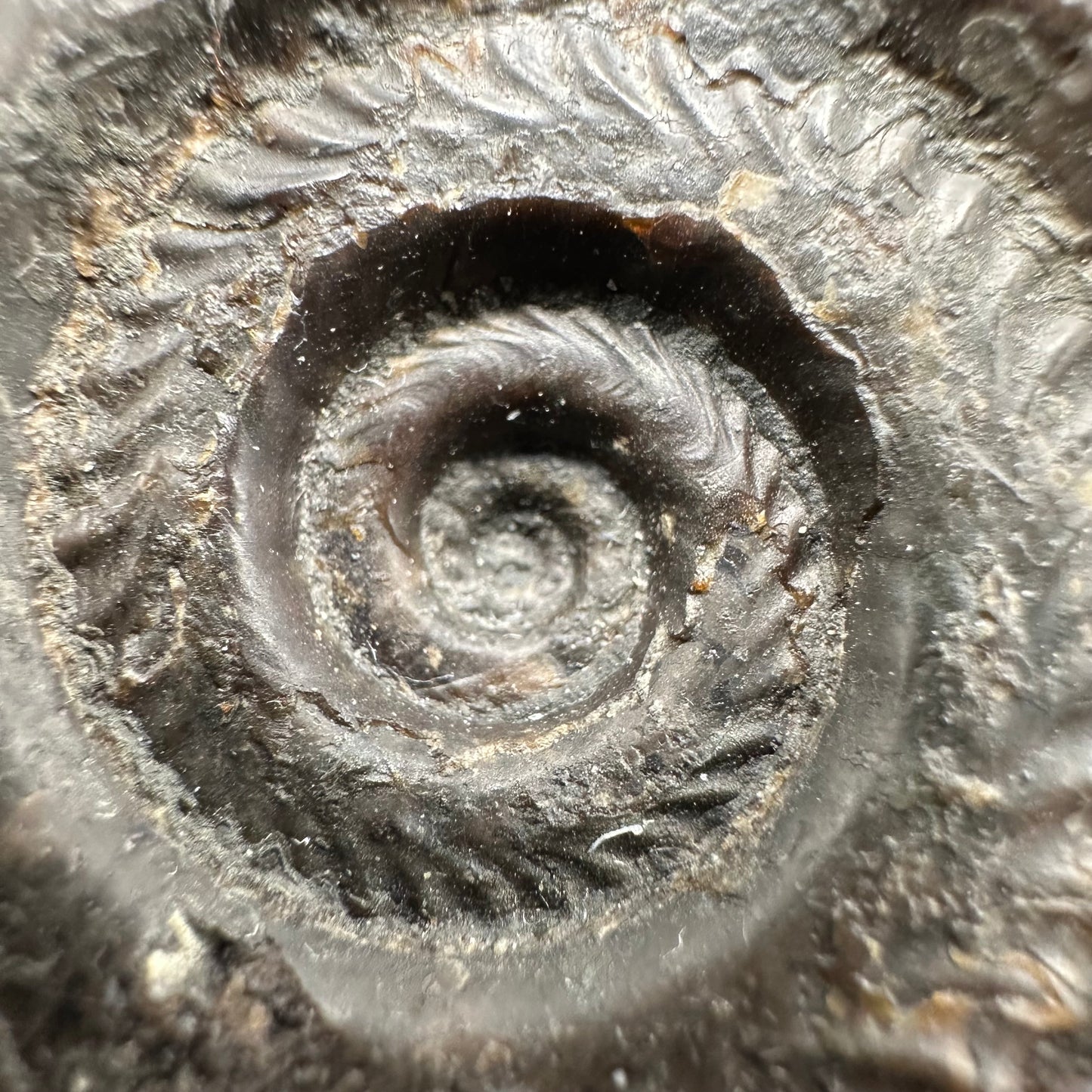 Hildoceras lusitanicum Ammonite fossil with box and stand - Whitby, North Yorkshire, Jurassic Coast, Yorkshire Fossils from the Jurassic Coast