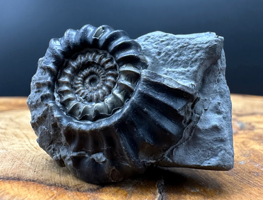 Gagaticeras Ammonite fossil with box and stand - Whitby, North Yorkshire Jurassic Coast Yorkshire Fossils