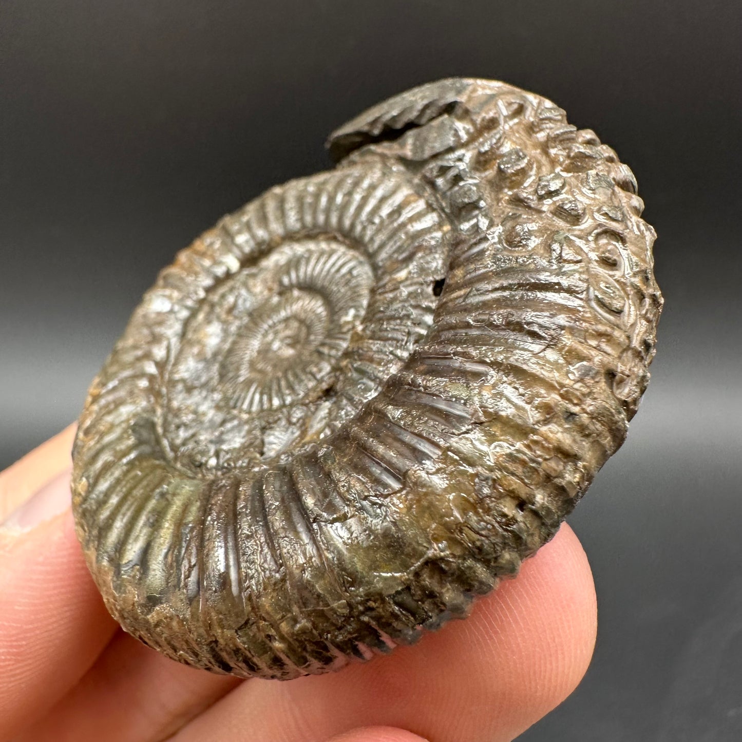 Snakestone Ammonite Fossil With Bag/Box And Stand - Whitby, North Yorkshire Jurassic Coast Yorkshire Fossils