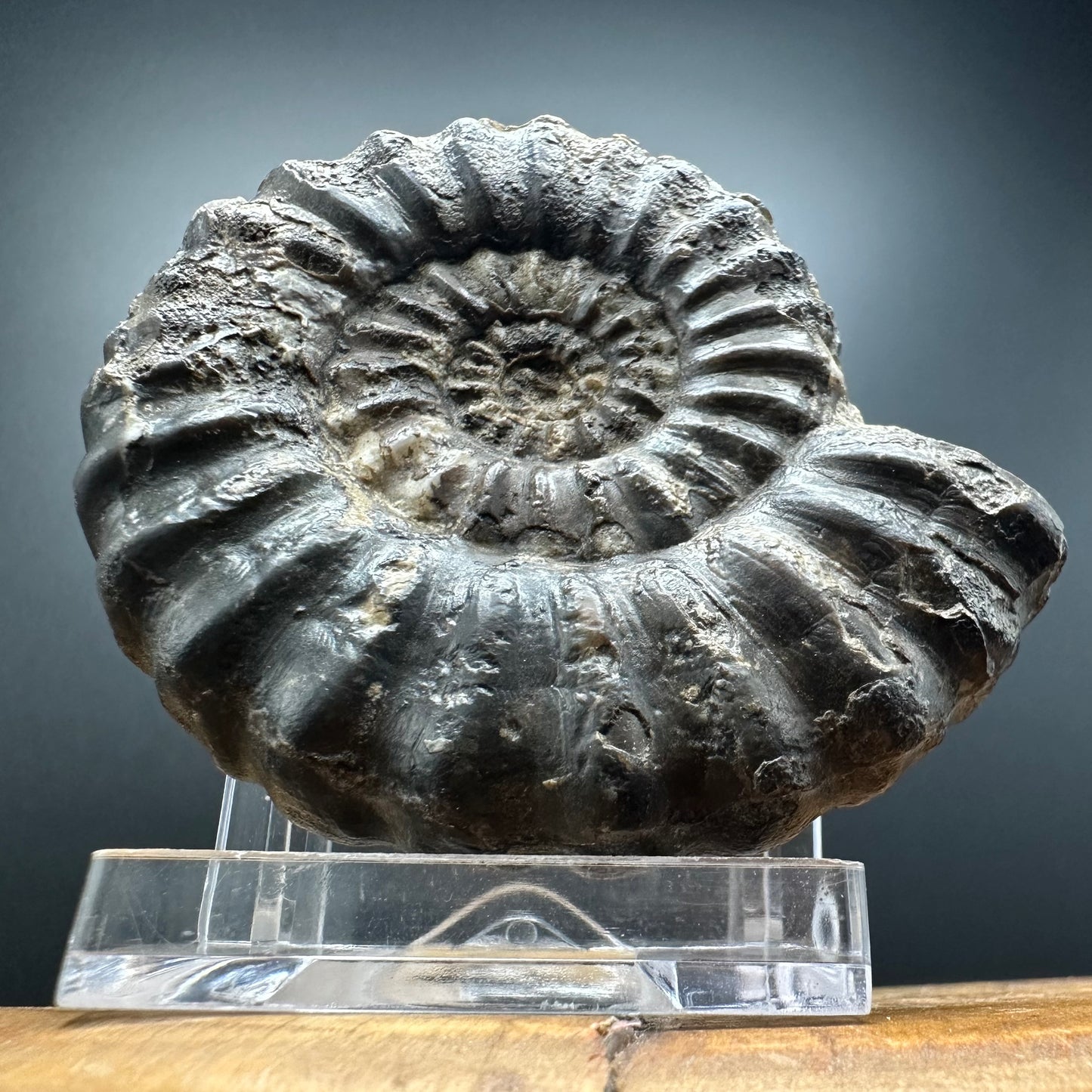 Androgynoceras maculatum ammonite fossil with box and stand - Whitby, North Yorkshire Jurassic Coast Yorkshire Fossils