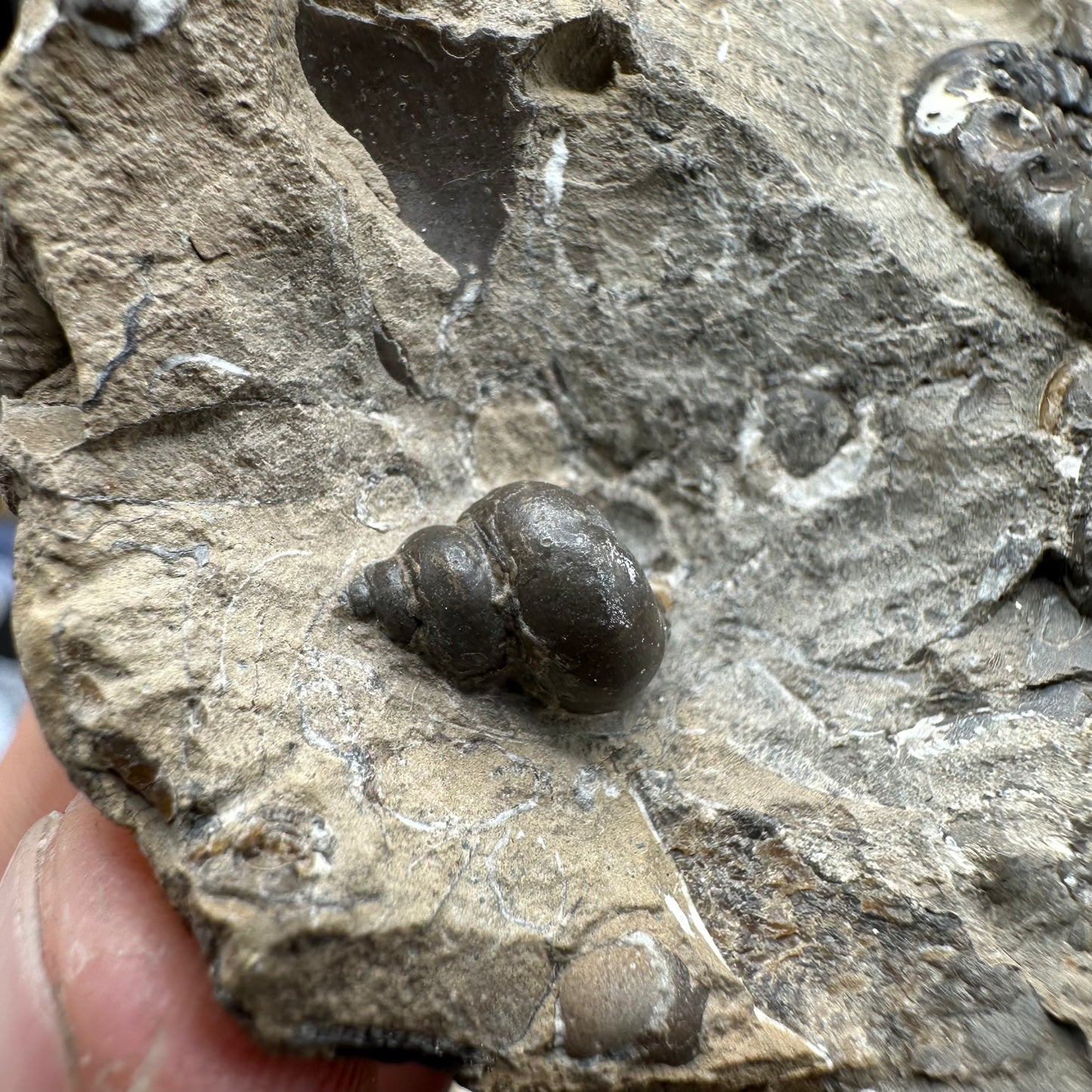 Amaltheus subnodosus ammonite fossil - Whitby, North Yorkshire Jurassic Coast Yorkshire Fossils