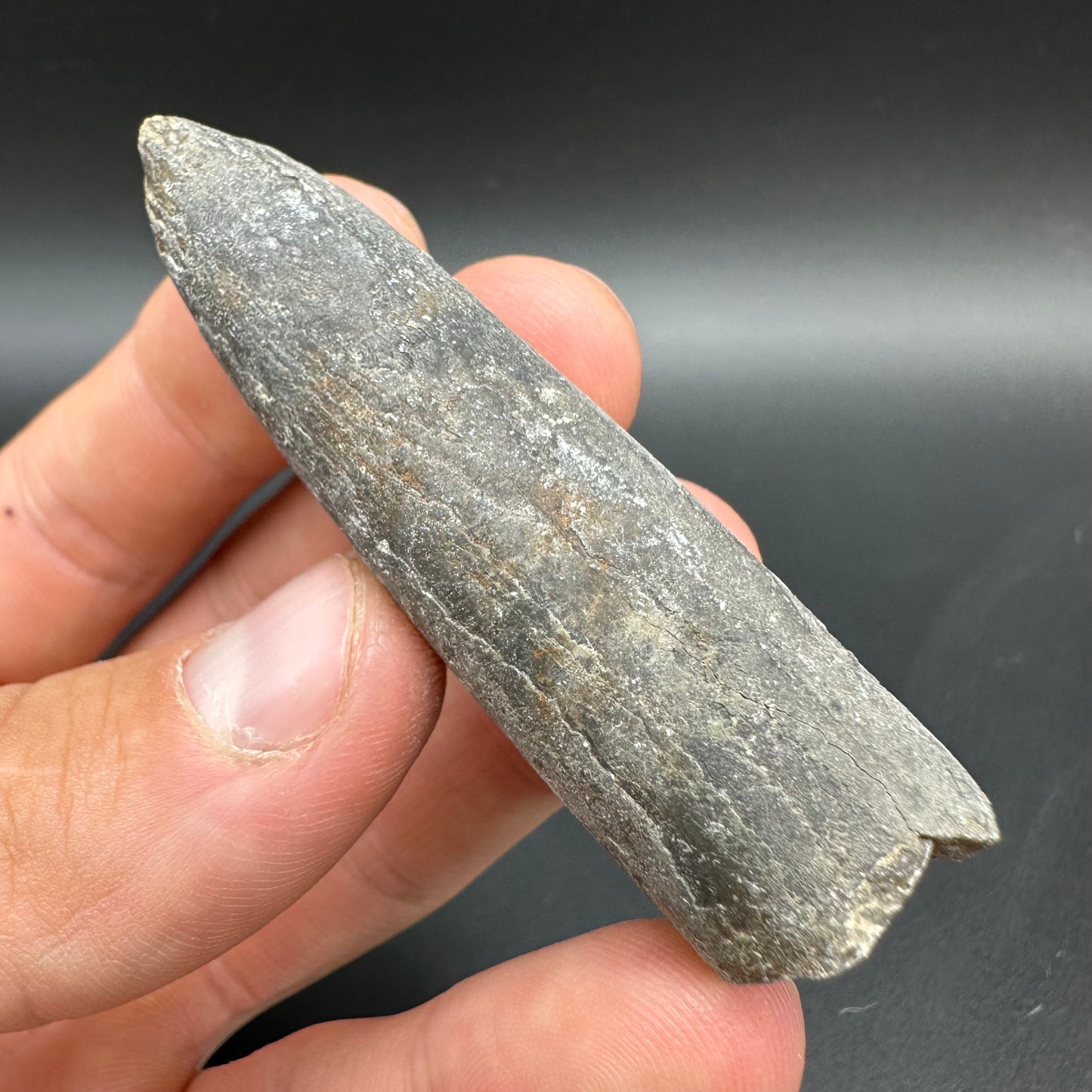 Belemnite (Fossil Squid) shell fossil - Whitby, North Yorkshire Jurassic Coast Yorkshire Fossils