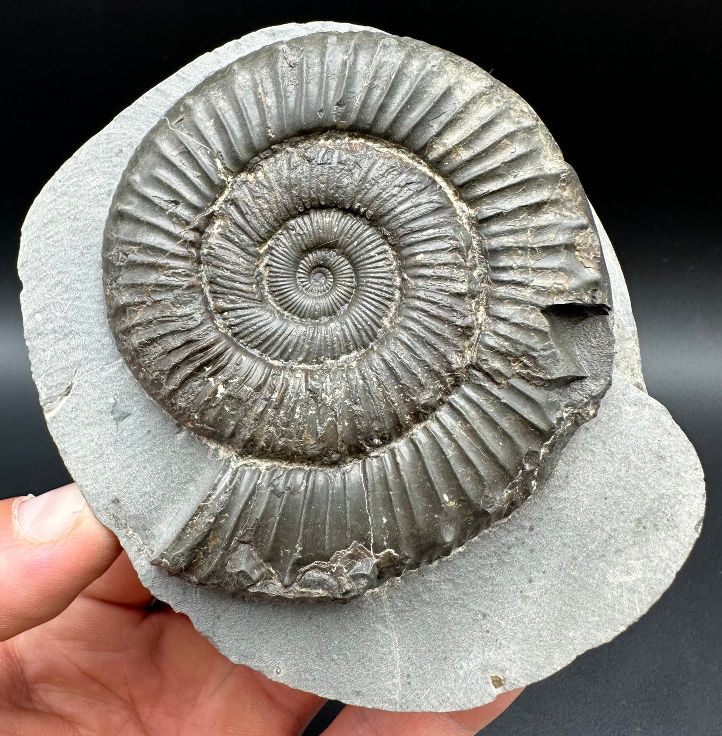 Peronoceras fibulatum Ammonite fossil with box and stand - Whitby, North Yorkshire Jurassic Coast Yorkshire Fossils