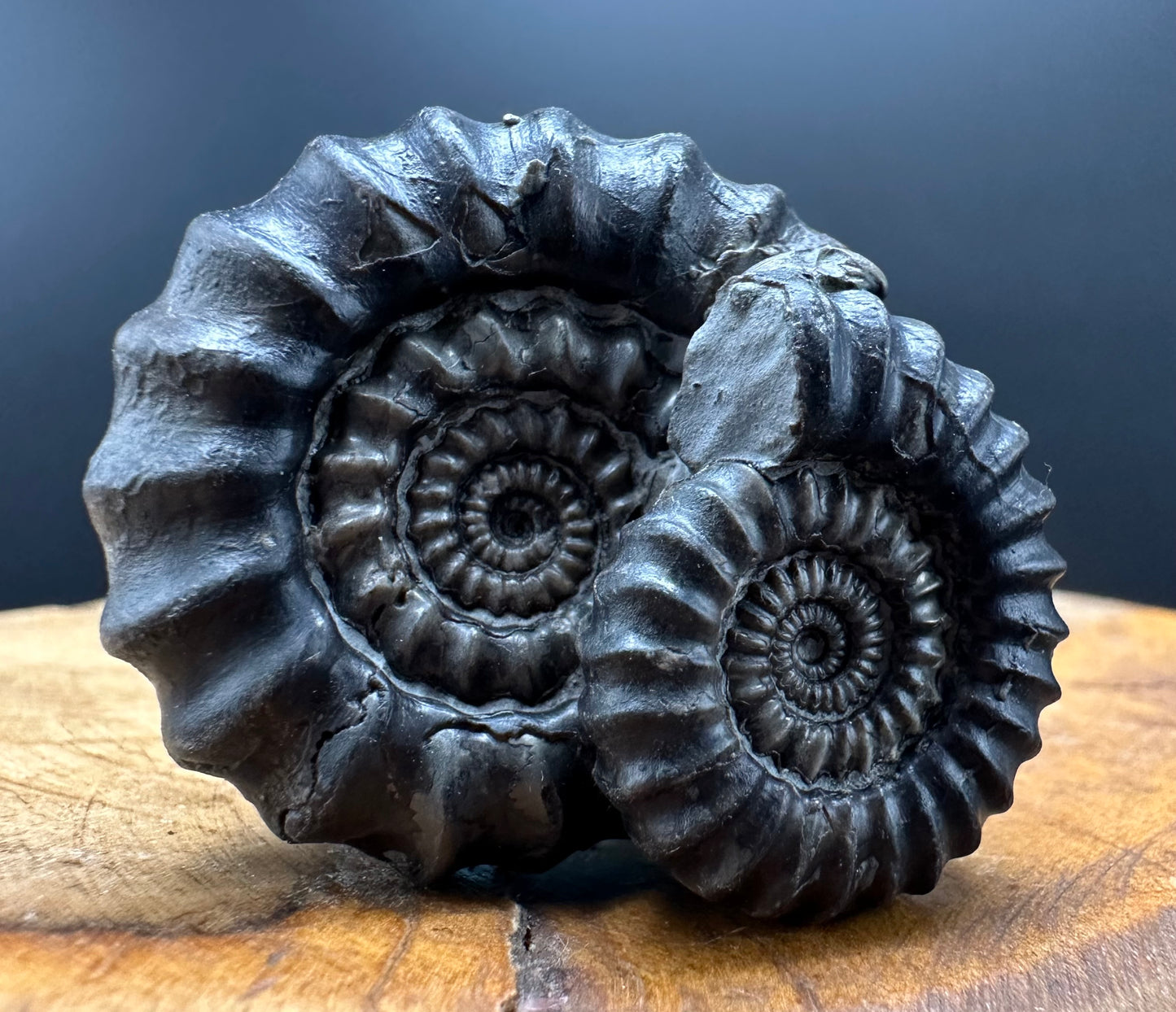 Gagaticeras Ammonite fossil with box and stand - Whitby, North Yorkshire Jurassic Coast Yorkshire Fossils