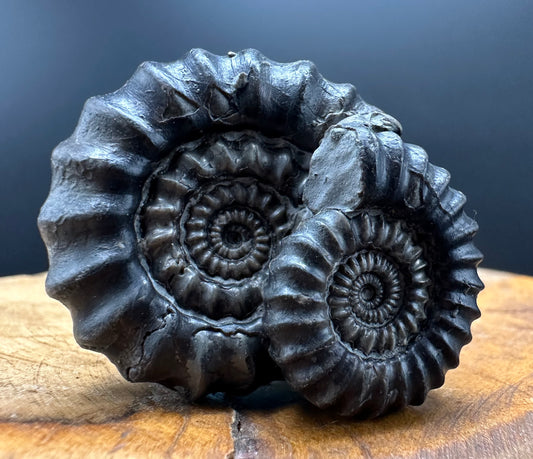 Gagaticeras Ammonite fossil with box and stand - Whitby, North Yorkshire Jurassic Coast Yorkshire Fossils