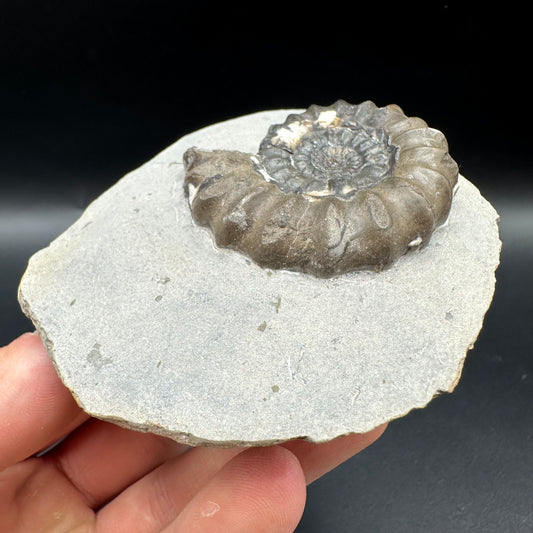 Androgynoceras maculatum ammonite fossil with box and stand - Whitby, North Yorkshire Jurassic Coast Yorkshire Fossils