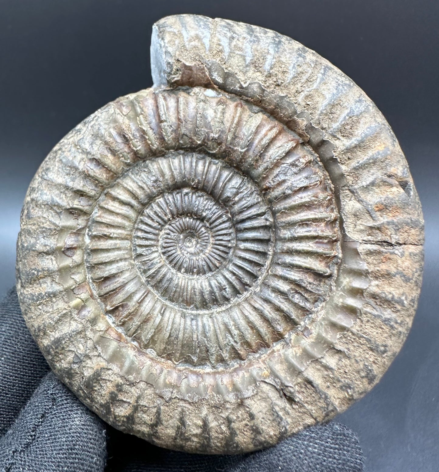 Dactylioceras Ammonite Fossil With Box And Stand - Whitby, North Yorkshire Jurassic Coast Yorkshire Fossils