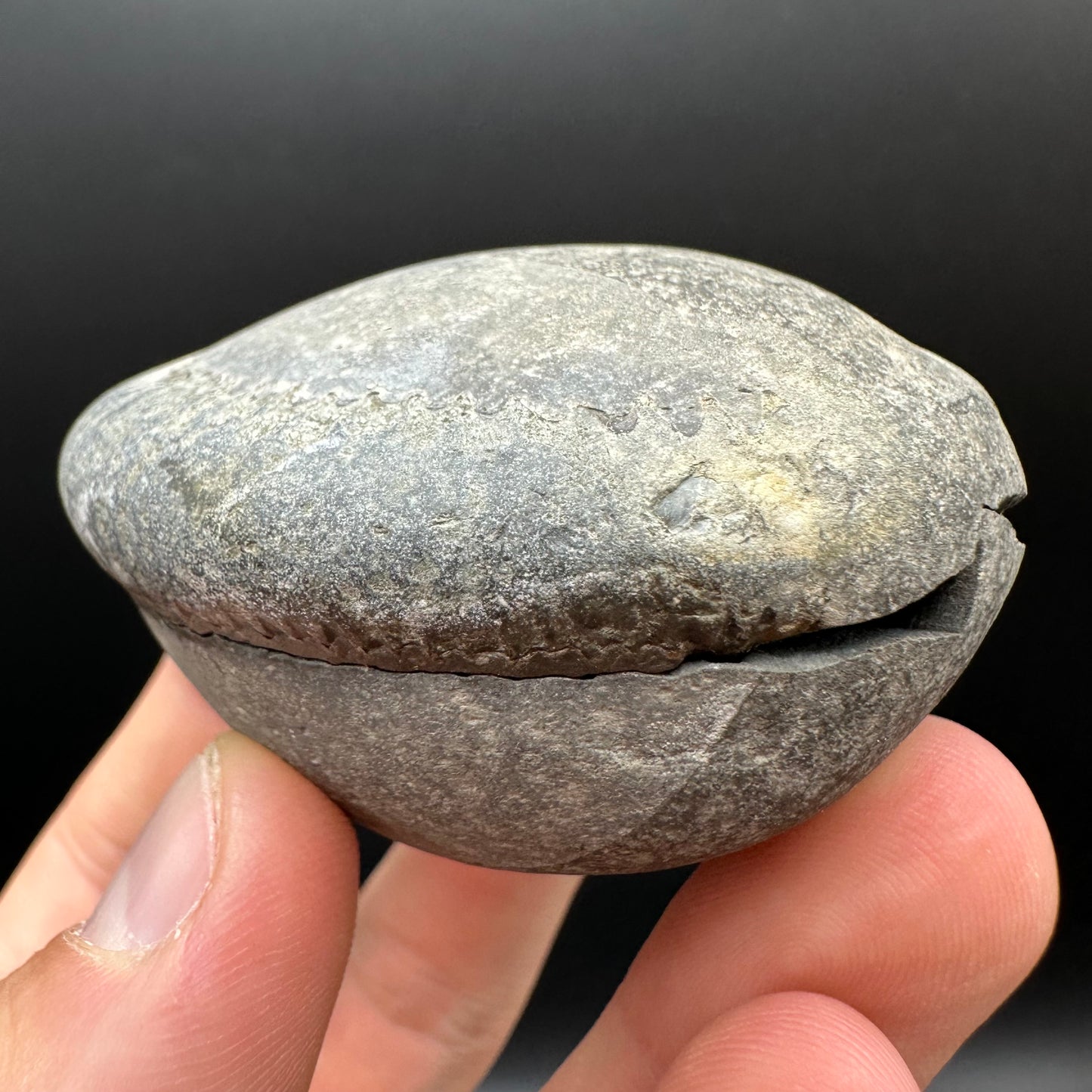 Dactylioceras Ammonite nodule (split pair) Fossil With Box And Stand - Whitby, North Yorkshire Jurassic Coast Yorkshire Fossils
