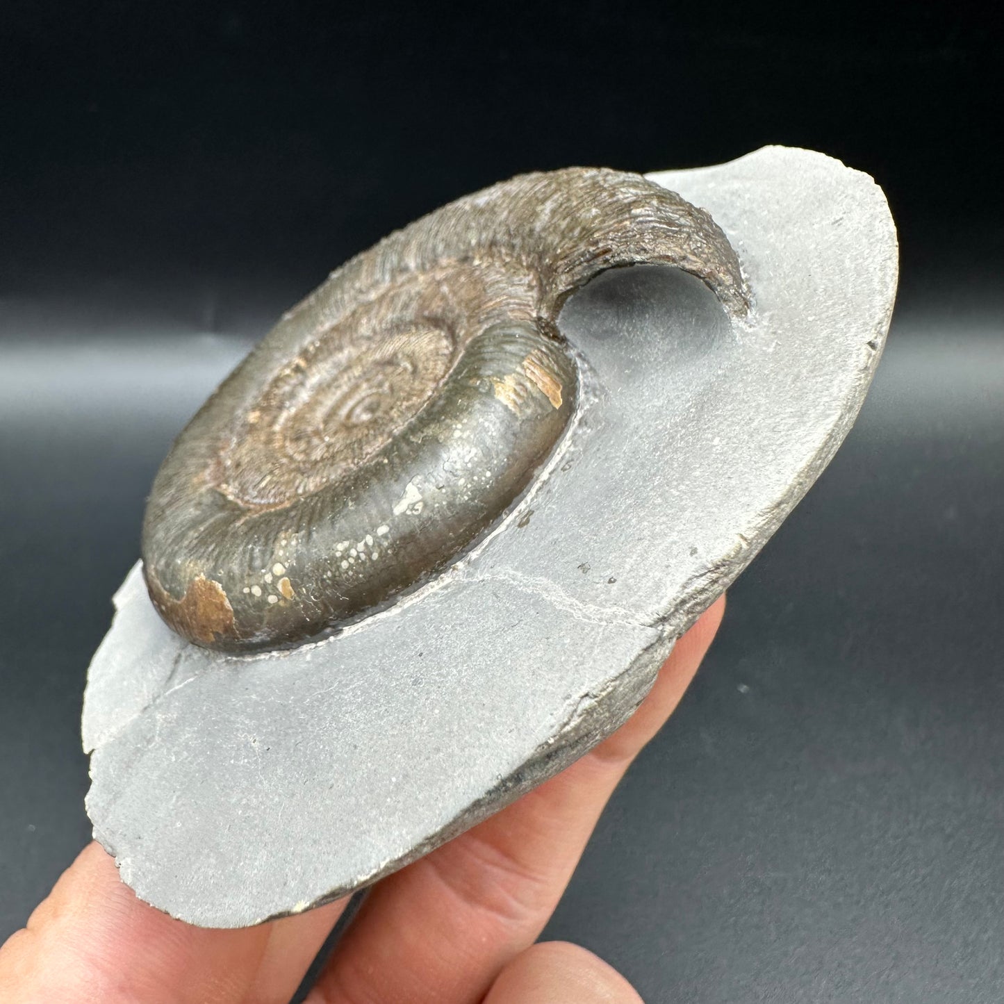 Dactylioceras tenuicostatum Ammonite fossil with box and stand - Whitby, North Yorkshire Jurassic Coast