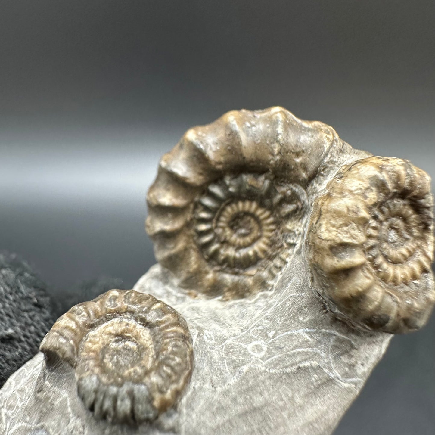 Gagaticeras Ammonite fossil with box and stand - Whitby, North Yorkshire Jurassic Coast Yorkshire Fossils
