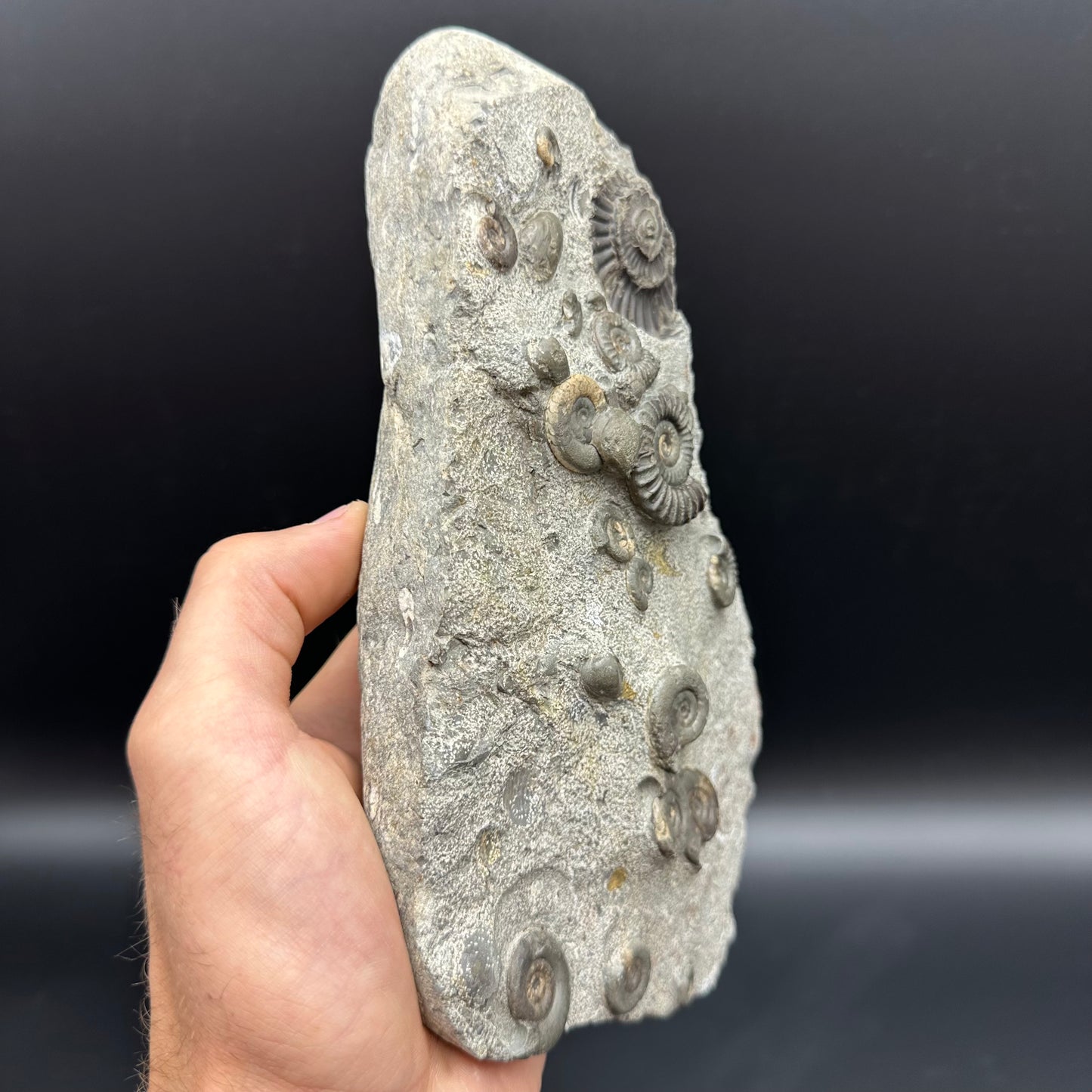 Arnioceras ammonite shell fossil with stand - Whitby, North Yorkshire Jurassic Coast Yorkshire Fossils
