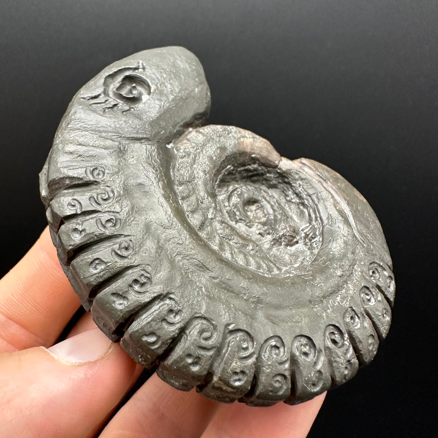 Snakestone Ammonite Fossil With Bag/Box And Stand - Whitby, North Yorkshire Jurassic Coast Yorkshire Fossils