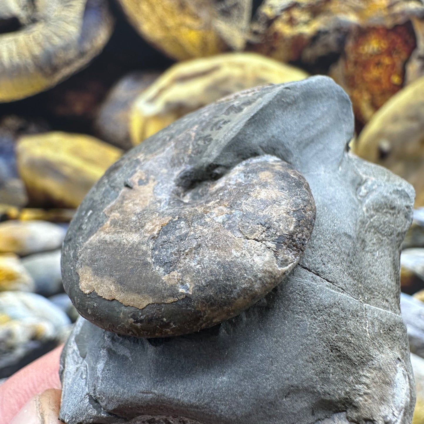 Phylloceras ammonite fossil - Whitby, North Yorkshire Jurassic Coast, Yorkshire fossils