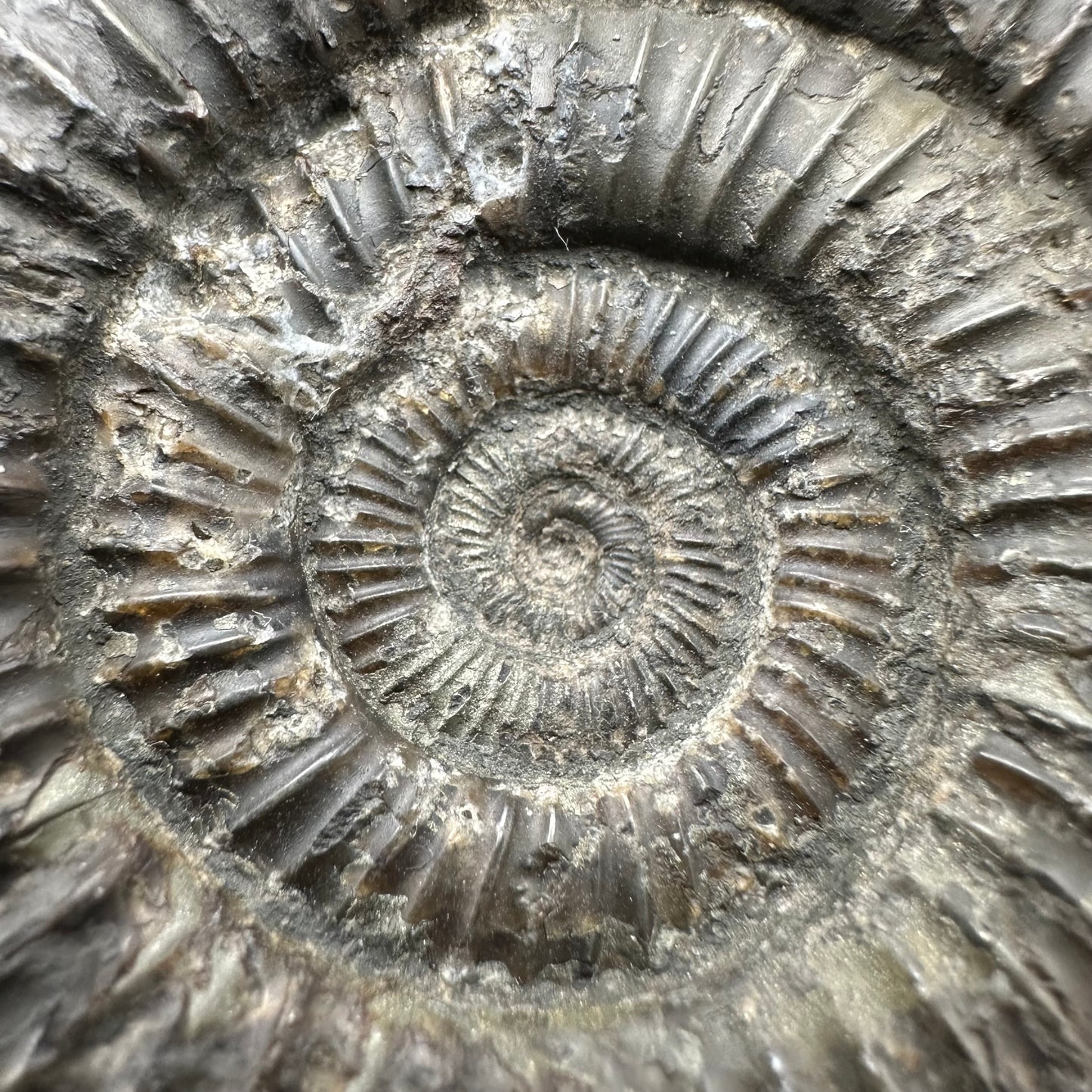 Dactylioceras Ammonite Fossil With Box And Stand - Whitby, North Yorkshire Jurassic Coast Yorkshire Fossils