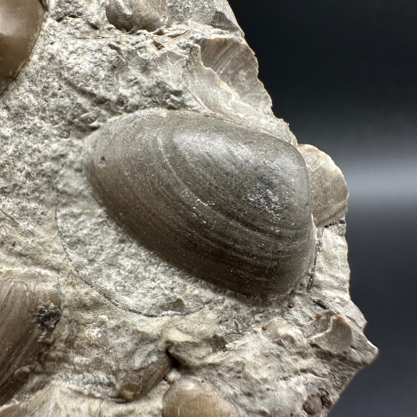 Agassiceras sp. ammonite fossil with box and stand - Whitby, North Yorkshire Jurassic Coast Yorkshire Fossils