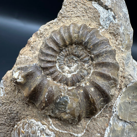 Androgynoceras capricornus Ammonite fossil - Whitby, North Yorkshire Jurassic Coast Yorkshire Fossils