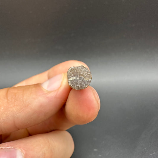 Belemnite (Fossil Squid) shell fossil - Whitby, North Yorkshire Jurassic Coast Yorkshire Fossils