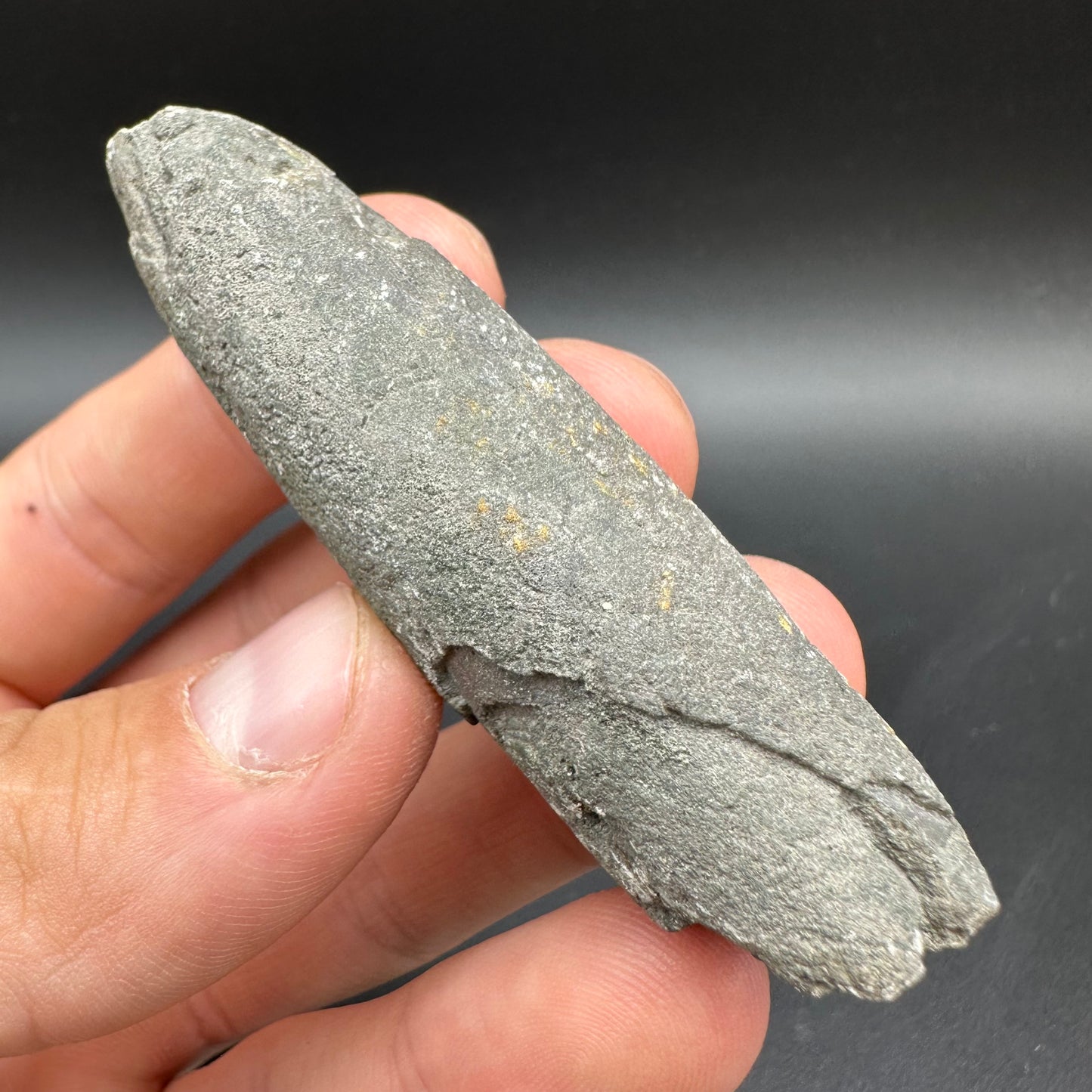 Belemnite (Fossil Squid) shell fossil - Whitby, North Yorkshire Jurassic Coast Yorkshire Fossils