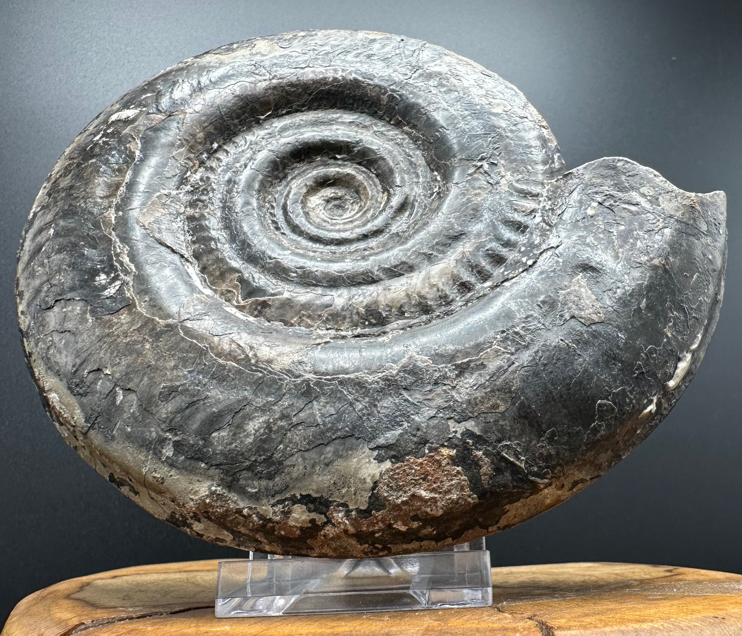 Hildoceras Bifrons Ammonite fossil with stand - Whitby, North Yorkshire Jurassic Coast, Yorkshire Fossils from the Jurassic Coast