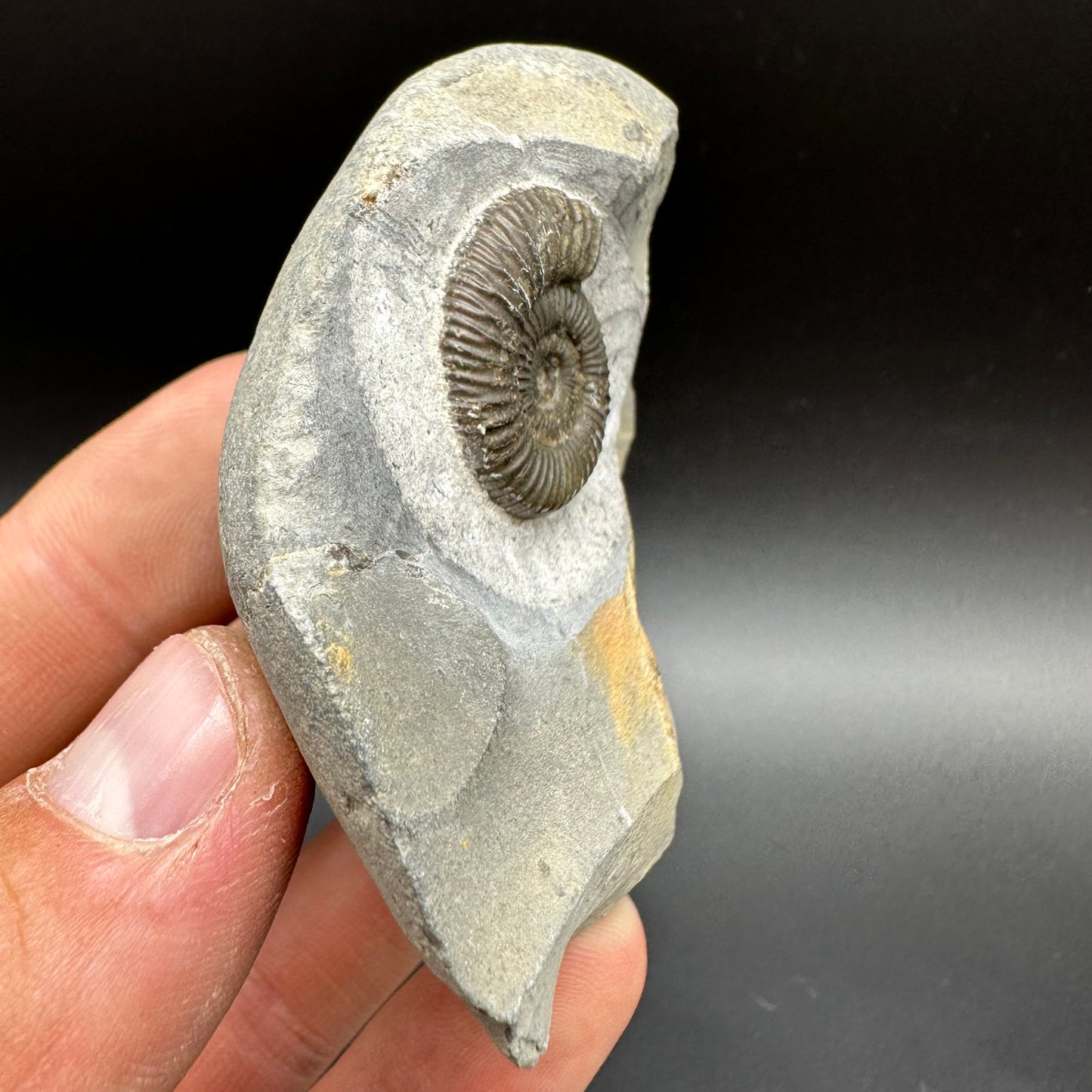 Dactylioceras Ammonite Fossil With Box And Stand - Whitby, North Yorkshire Jurassic Coast Yorkshire Fossils