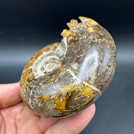 Puzosia Ammonite Fossil With Box And Stand - Cretaceous Ammonite Madagascar