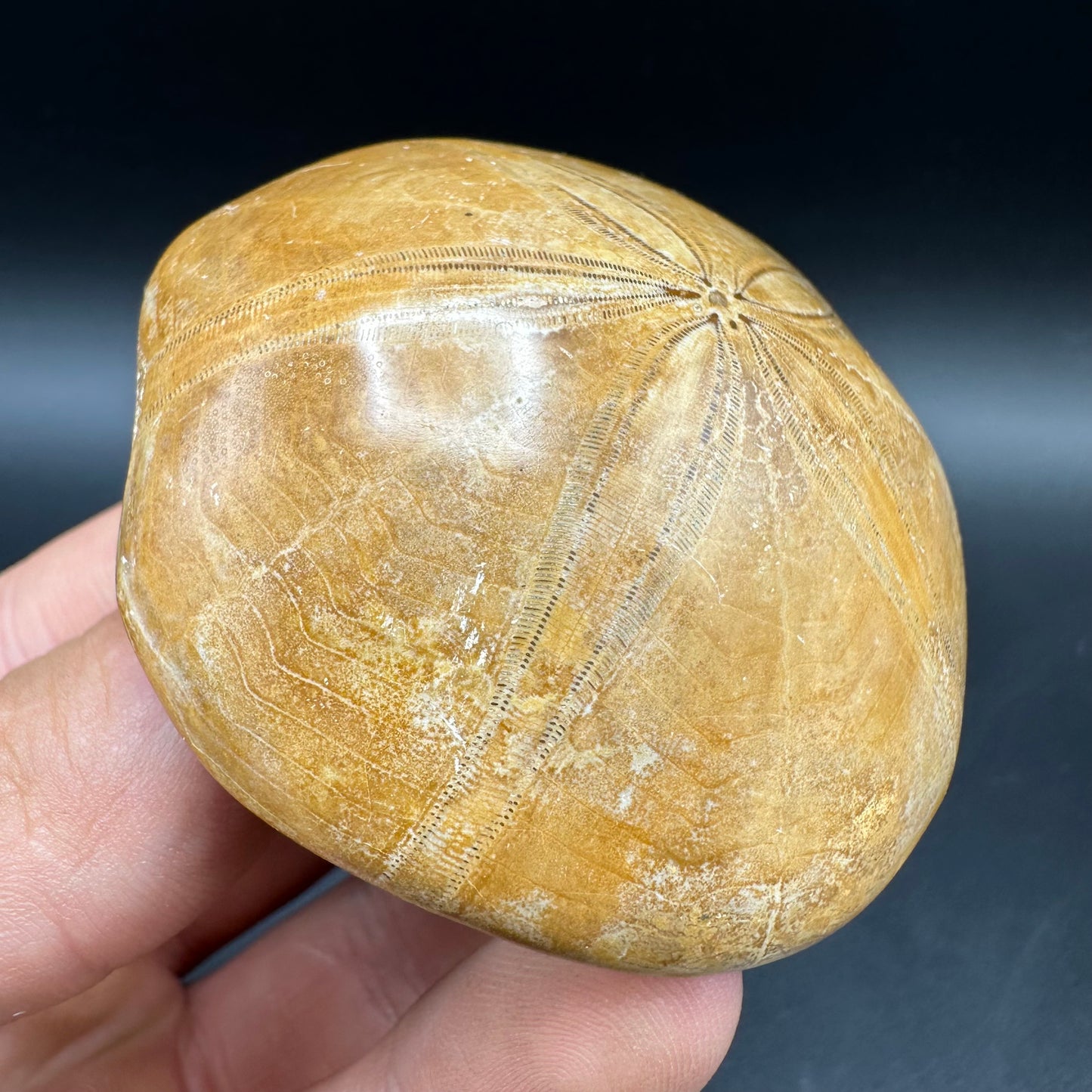 Holectypus Sea Urchin Fossil With Box And Stand - Middle Jurassic Madagascar
