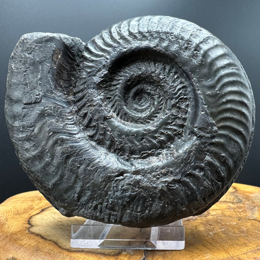 Hildoceras lusitanicum Ammonite fossil with stand - Whitby, North Yorkshire, Jurassic Coast, Yorkshire Fossils from the Jurassic Coast