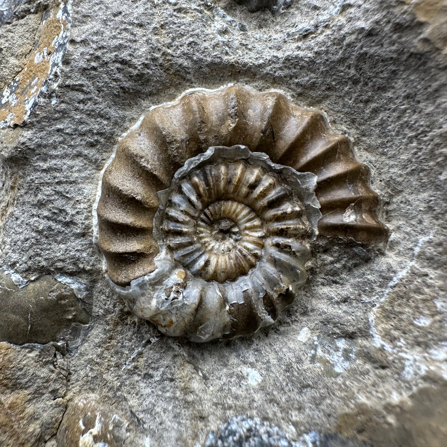 Androgynoceras capricornus Ammonite Fossil With Stand - Whitby, North Yorkshire Jurassic Coast Yorkshire Fossils