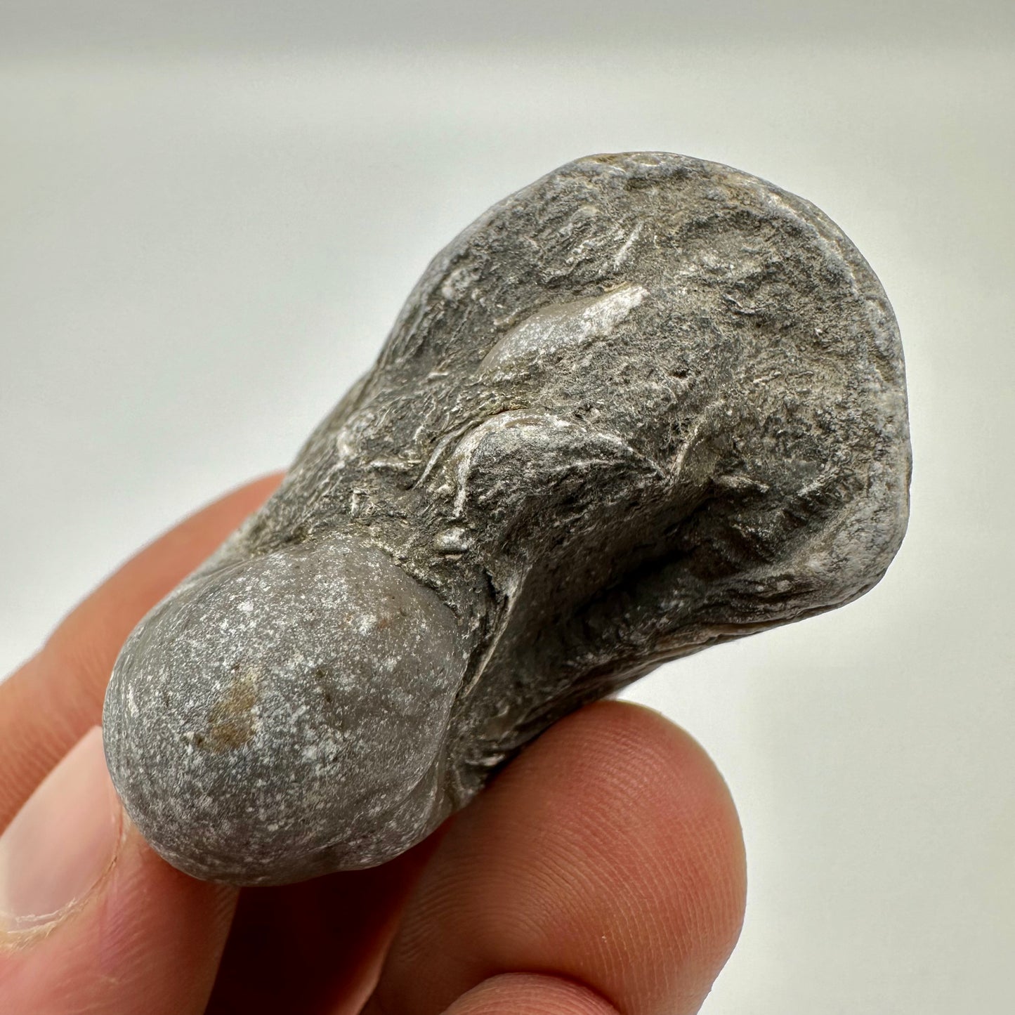 Gryphaea shell fossil - Whitby, North Yorkshire