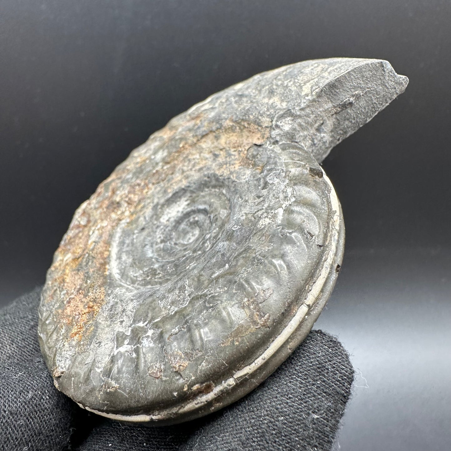 Hildoceras lusitanicum Ammonite fossil with box and stand - Whitby, North Yorkshire, Jurassic Coast, Yorkshire Fossils from the Jurassic Coast