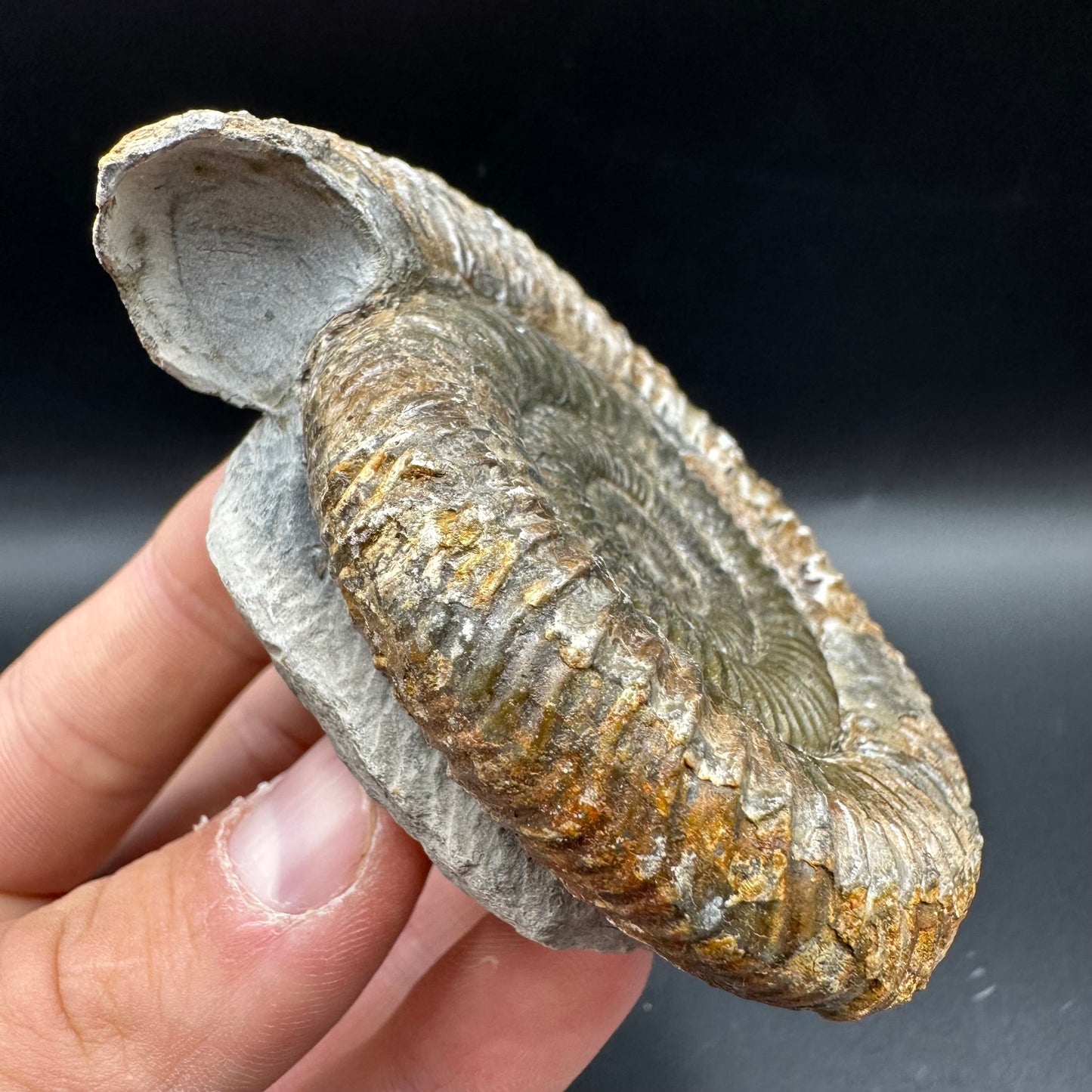 Dactylioceras Ammonite Fossil With Box And Stand - Whitby, North Yorkshire Jurassic Coast Yorkshire Fossils