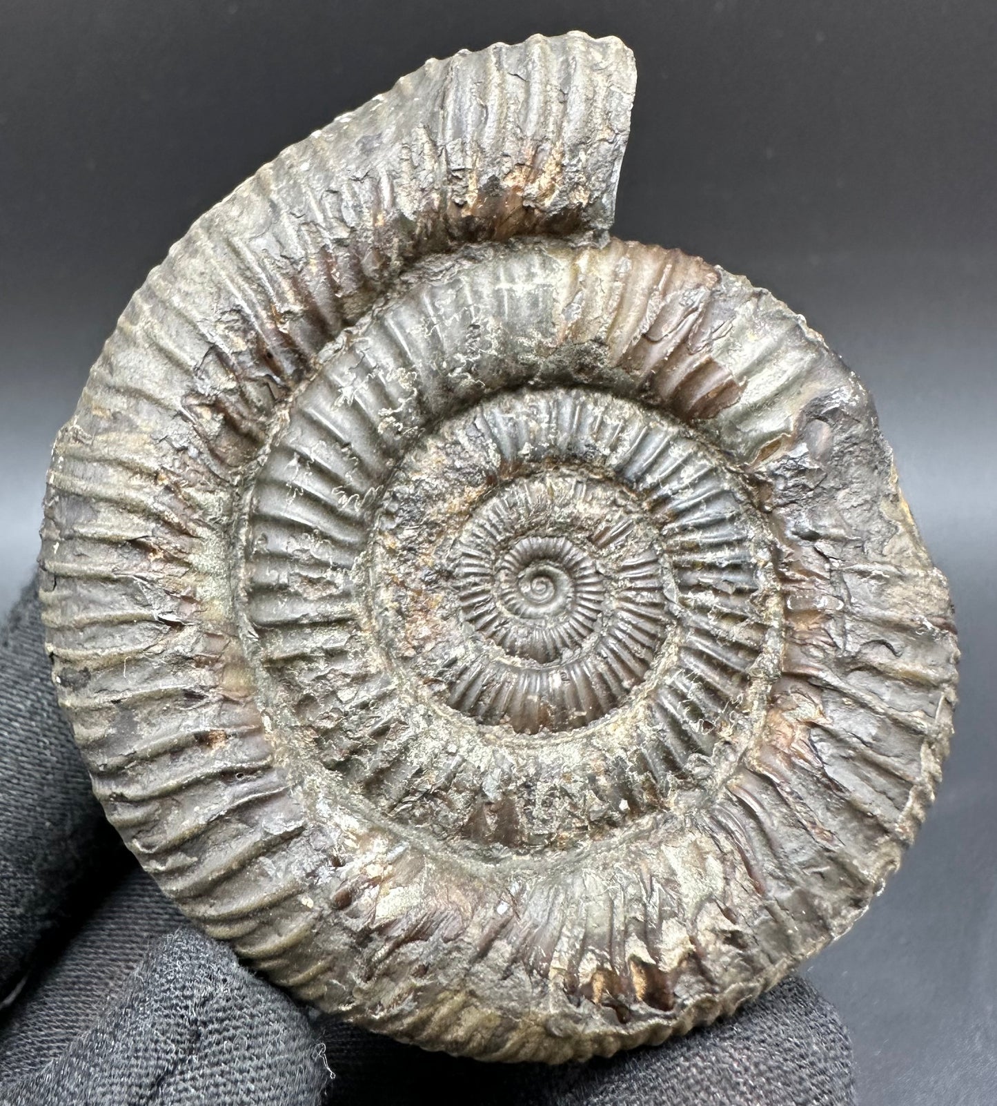 Dactylioceras Ammonite Fossil With Box And Stand - Whitby, North Yorkshire Jurassic Coast Yorkshire Fossils