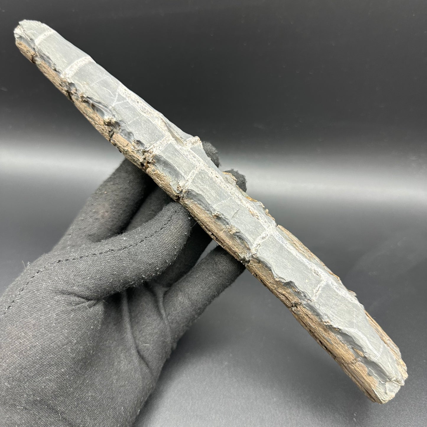 Ichthyosaur Partial Jaw fossil - Whitby, North Yorkshire Jurassic Coast, Yorkshire fossils