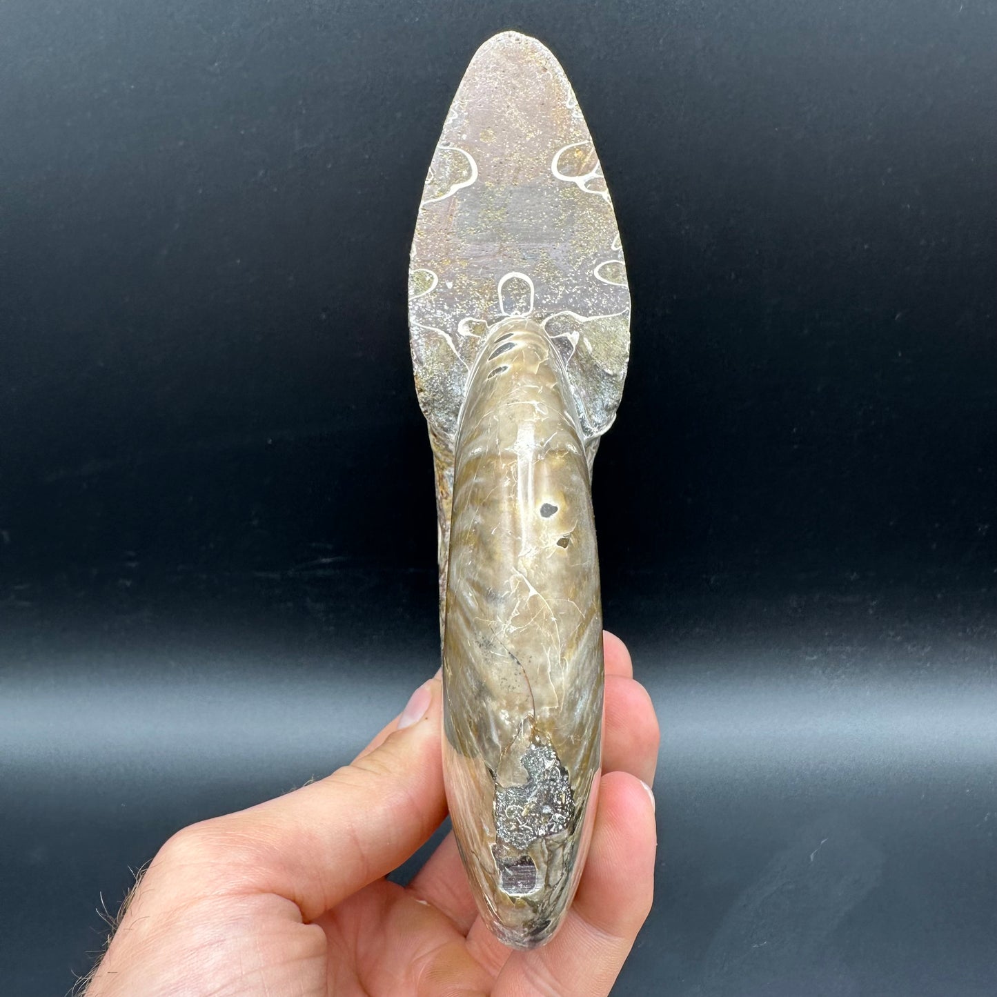 Cleoniceras Ammonite Fossil With Stand - Cretaceous Ammonite Madagascar