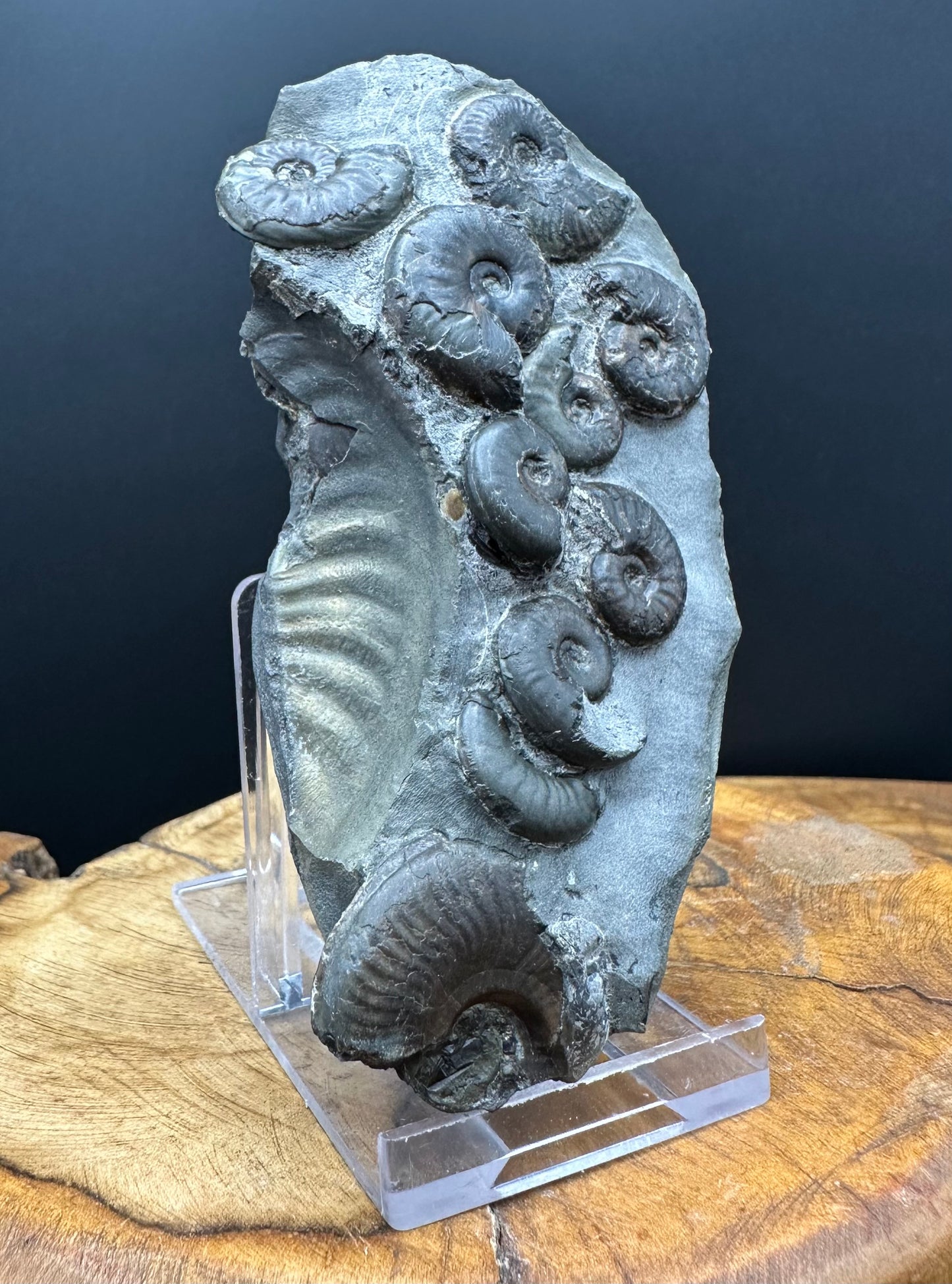 Eleganticeras Elegantulum ammonite fossil with box and stand - Whitby, North Yorkshire Jurassic Coast, Yorkshire Fossils