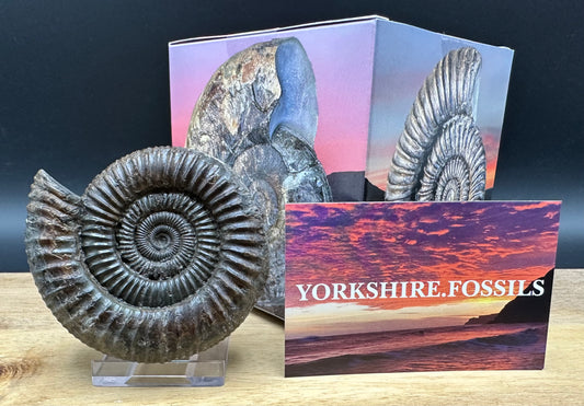 Dactylioceras Ammonite Fossil With box and Stand - Whitby, North Yorkshire Jurassic Coast Yorkshire Fossils