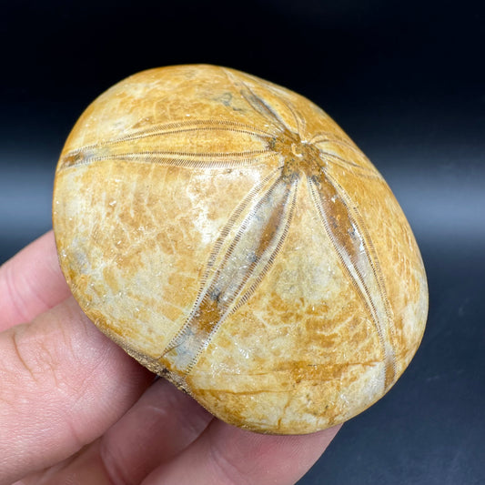 Holectypus Sea Urchin Fossil With Box And Stand - Middle Jurassic Madagascar