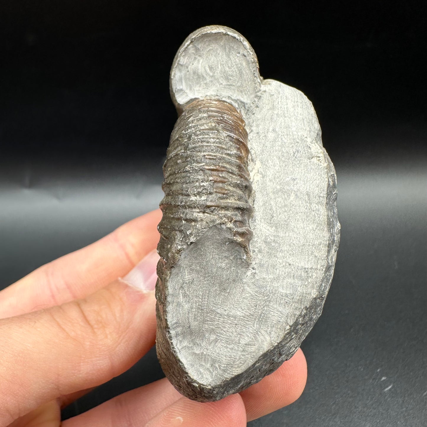 Dactylioceras Ammonite Fossil With Box And Stand - Whitby, North Yorkshire Jurassic Coast Yorkshire Fossils