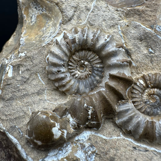 Androgynoceras capricornus Ammonite Fossil With Stand - Whitby, North Yorkshire Jurassic Coast Yorkshire Fossils
