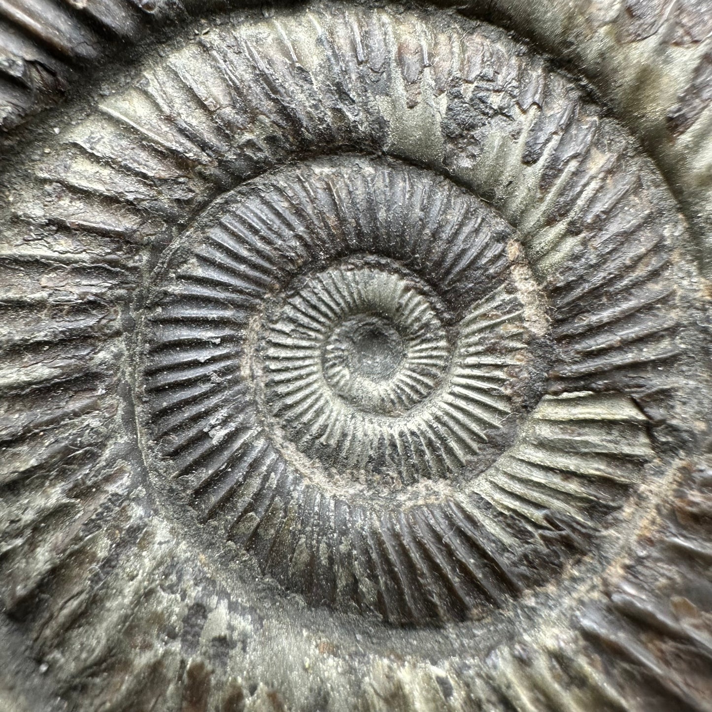 Dactylioceras Ammonite Fossil With Box And Stand - Whitby, North Yorkshire Jurassic Coast Yorkshire Fossils
