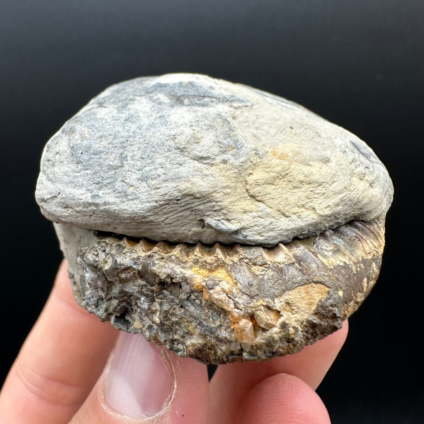 Dactylioceras Ammonite nodule (split pair) Fossil With Box And Stand - Whitby, North Yorkshire Jurassic Coast Yorkshire Fossils