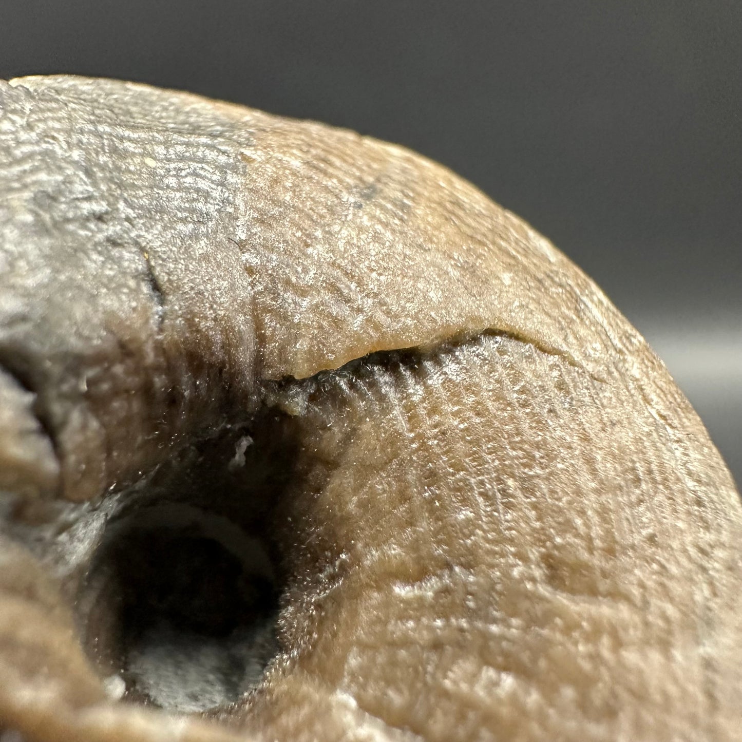Gastropod Shell Fossil With Box And Stand - Whitby, North Yorkshire, Jurassic Coast, Yorkshire Fossils
