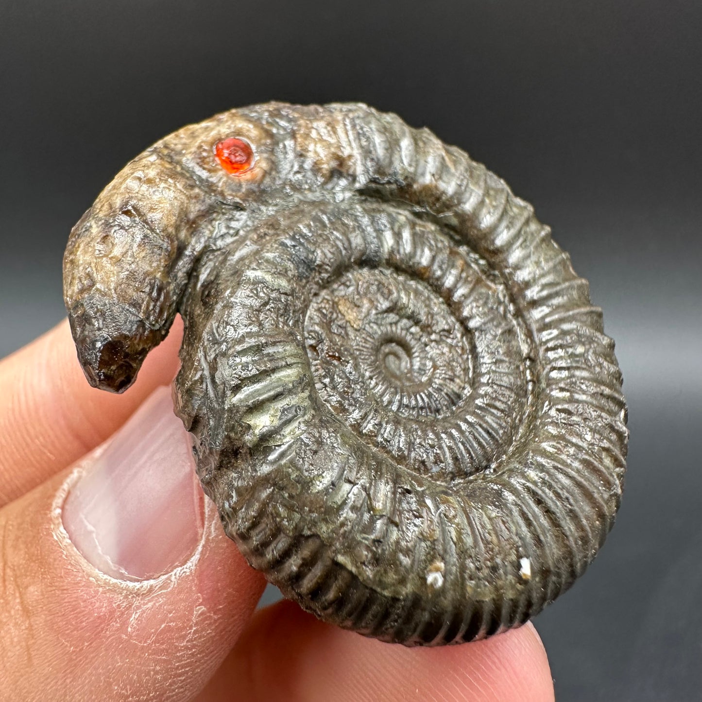 Snakestone Ammonite Fossil With Bag/Box And Stand - Whitby, North Yorkshire Jurassic Coast Yorkshire Fossils