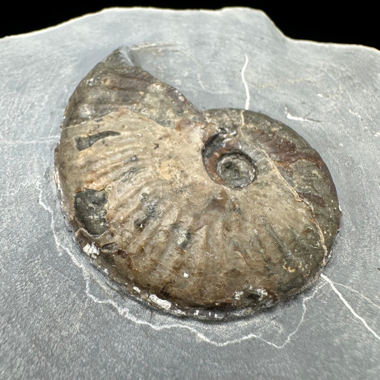 Pseudolioceras lythense Ammonite fossil with box and stand - Whitby, North Yorkshire, Yorkshire Fossils on the Jurassic Coast