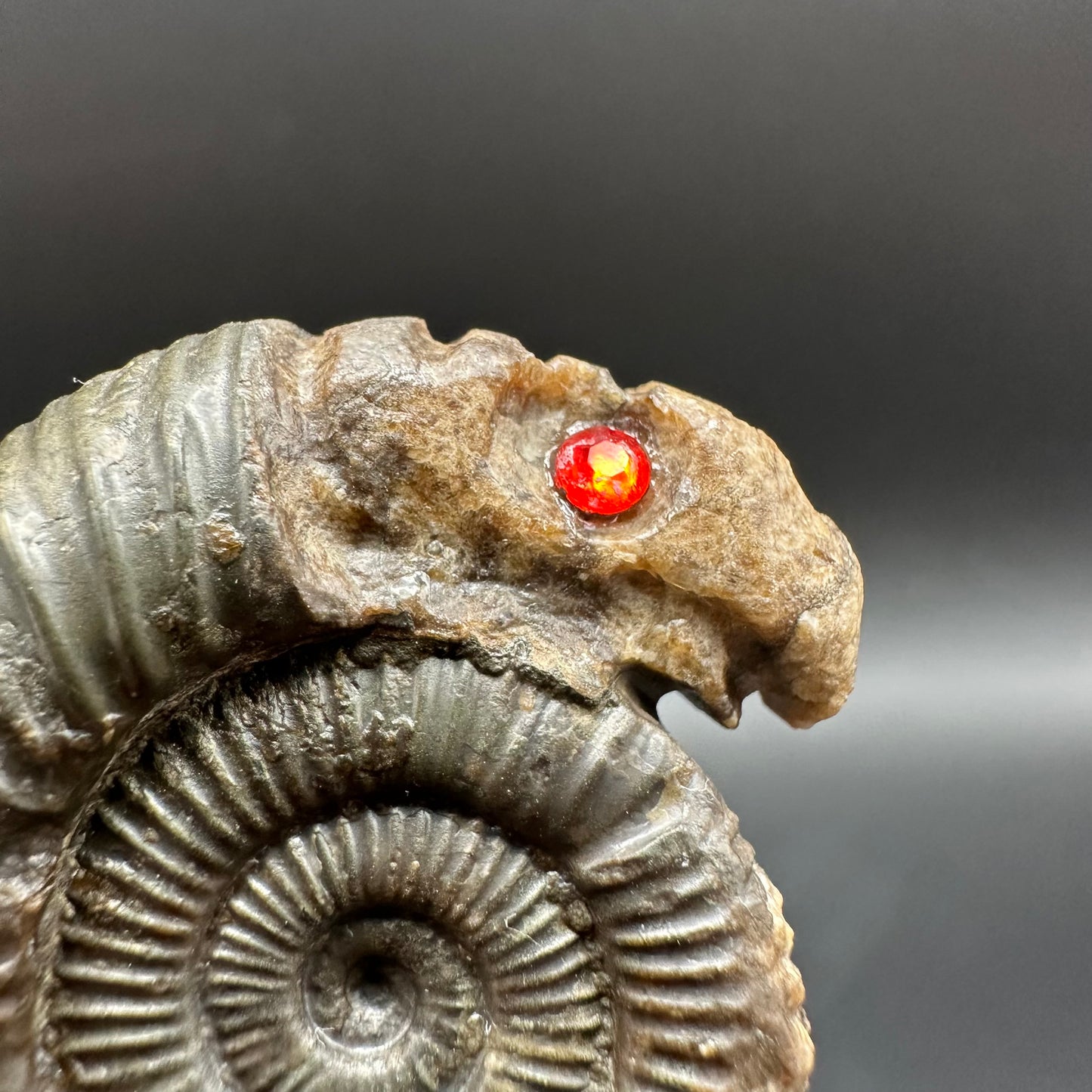 Snakestone Ammonite Fossil With Bag/Box And Stand - Whitby, North Yorkshire Jurassic Coast Yorkshire Fossils