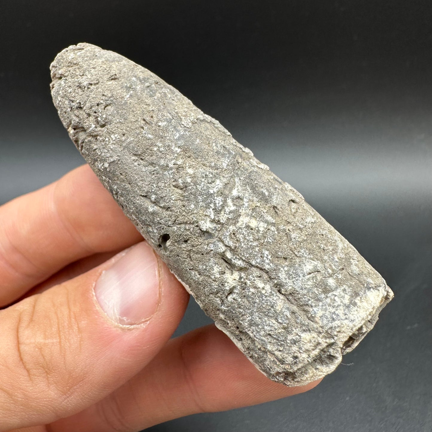 Belemnite (Fossil Squid) shell fossil - Whitby, North Yorkshire Jurassic Coast Yorkshire Fossils