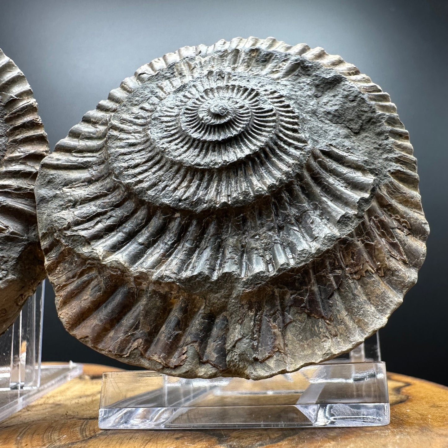 Dactylioceras Ammonite nodule (split pair) Fossil With Box And Stand - Whitby, North Yorkshire Jurassic Coast Yorkshire Fossils