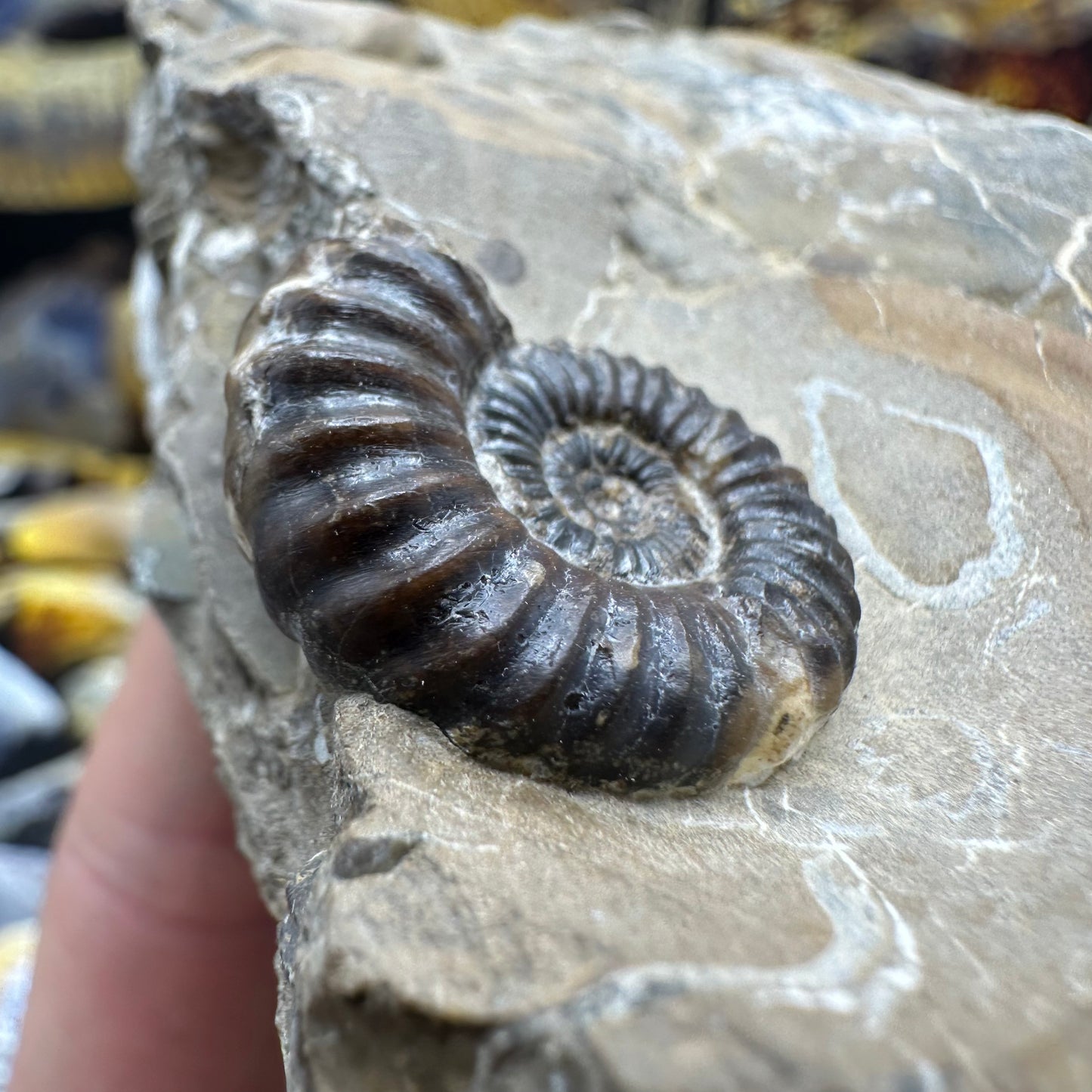 Androgynoceras Capricornus ammonite fossil - Whitby, North Yorkshire Jurassic Coast Yorkshire Fossils