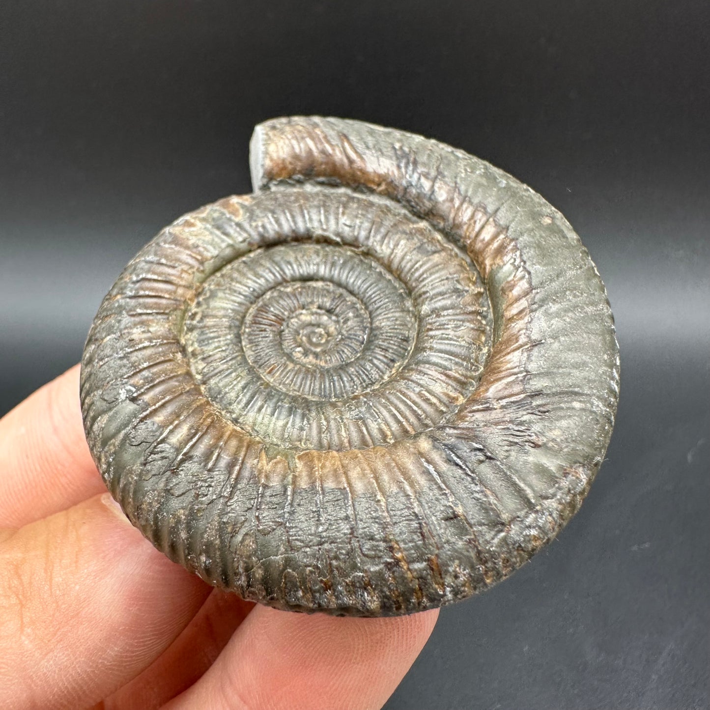 Dactylioceras Ammonite Fossil With Box And Stand - Whitby, North Yorkshire Jurassic Coast Yorkshire Fossils